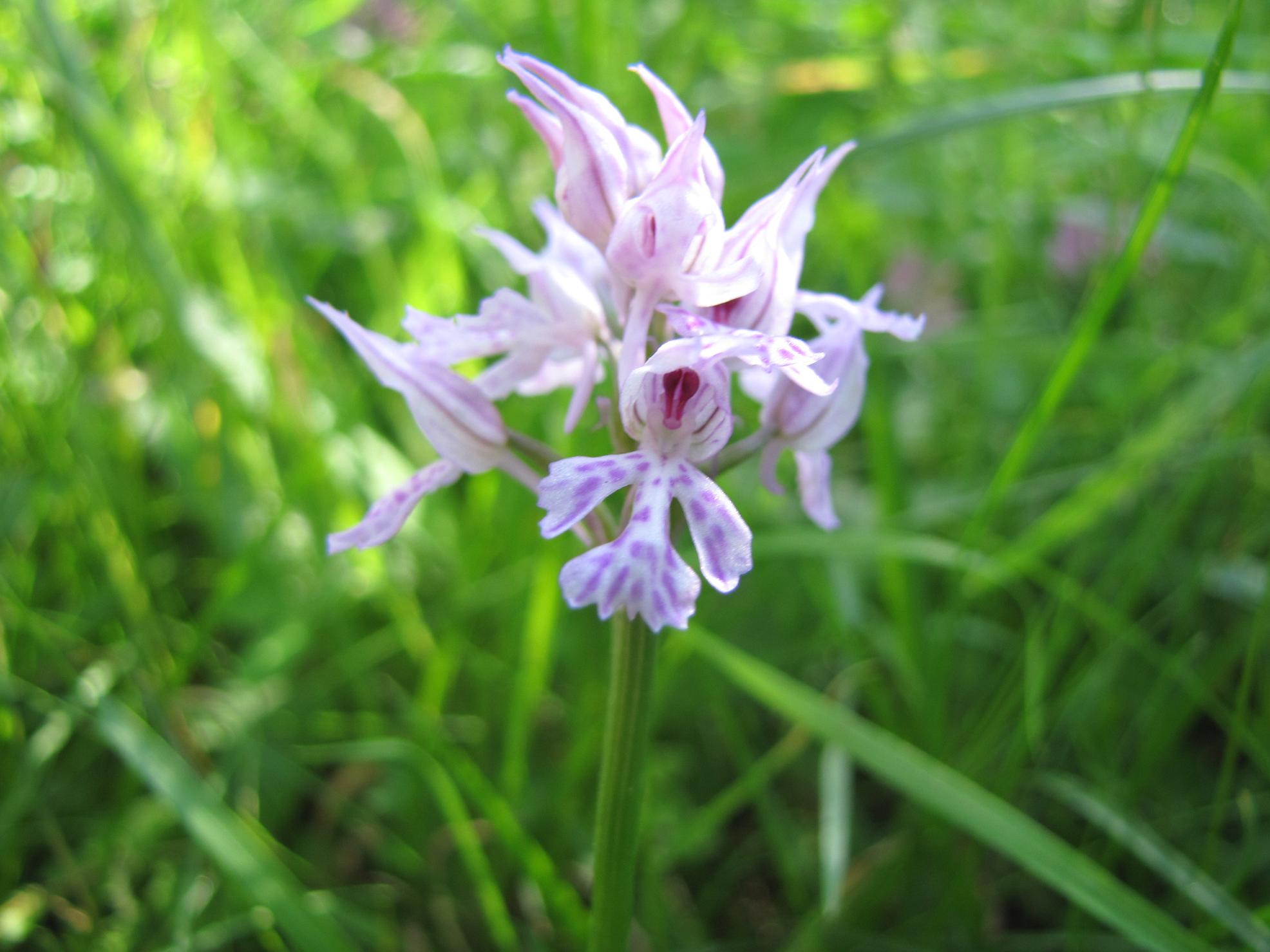 Identificazione 3: Orchis tridentata?